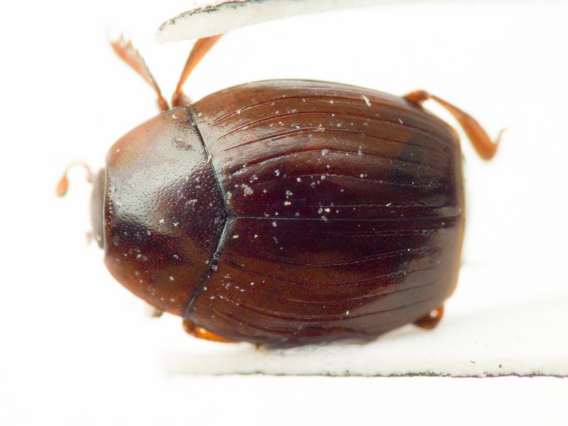 Dendrophilus (Dendrophilopsis) sulcatus (Motschulsky, 1845)